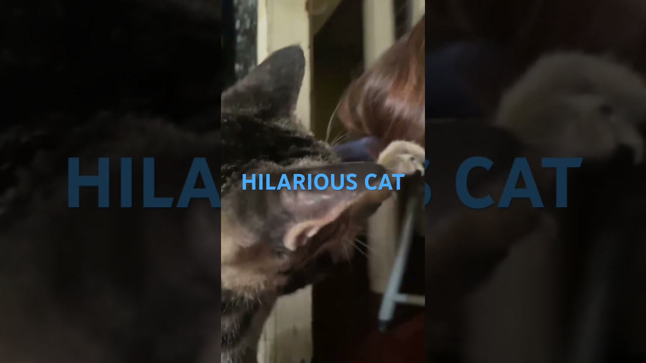 CAT PULLING HER HAIR. #short #cat #youtubeshort