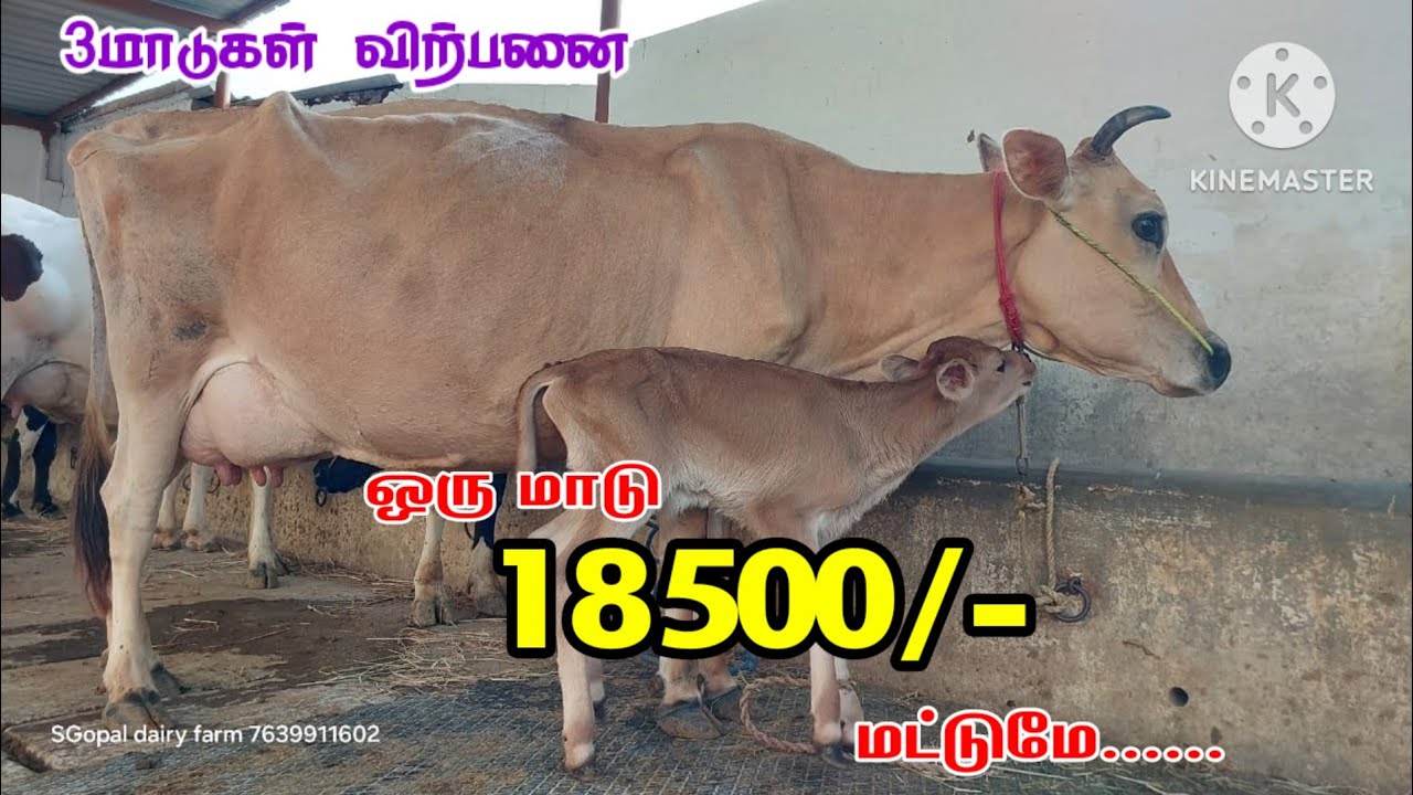 18500/- மட்டுமே... 4மாடுகள் ஒரே இடத்தில் விற்பனைக்கு வந்ததுள்ளது கன்று மாடு @Ksd12327 #jersey