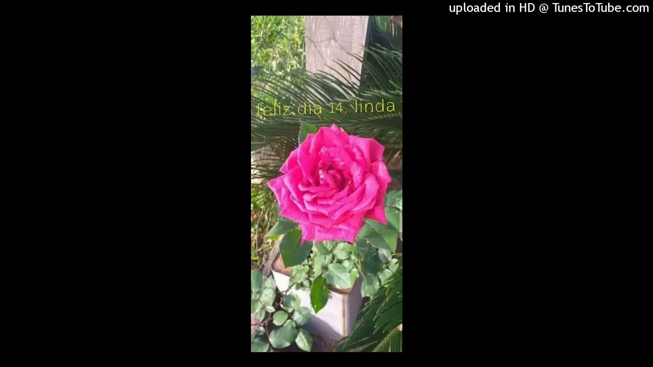 Big-SAMSON---==DONA_JULIA3