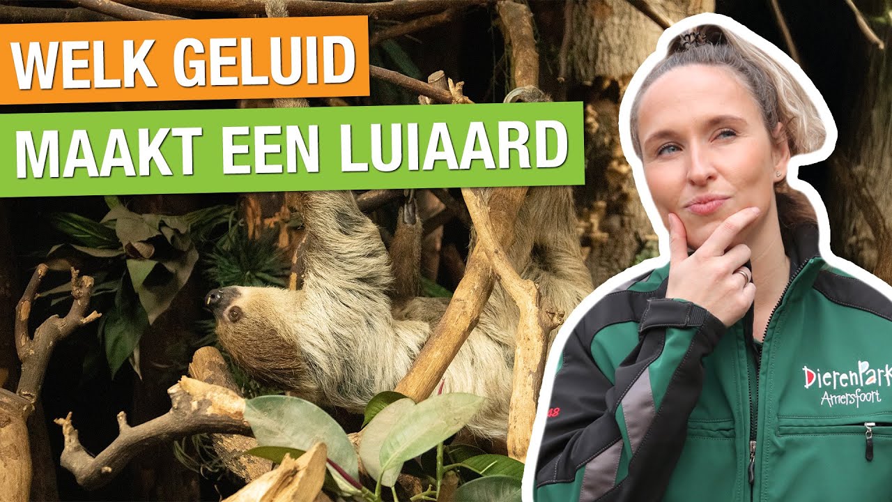 WAT GEBEURT ER ALLEMAAL IN DE NACHT BIJ DE LUIAARDS? 🦥 | Carlijns Dierenvraag #78
