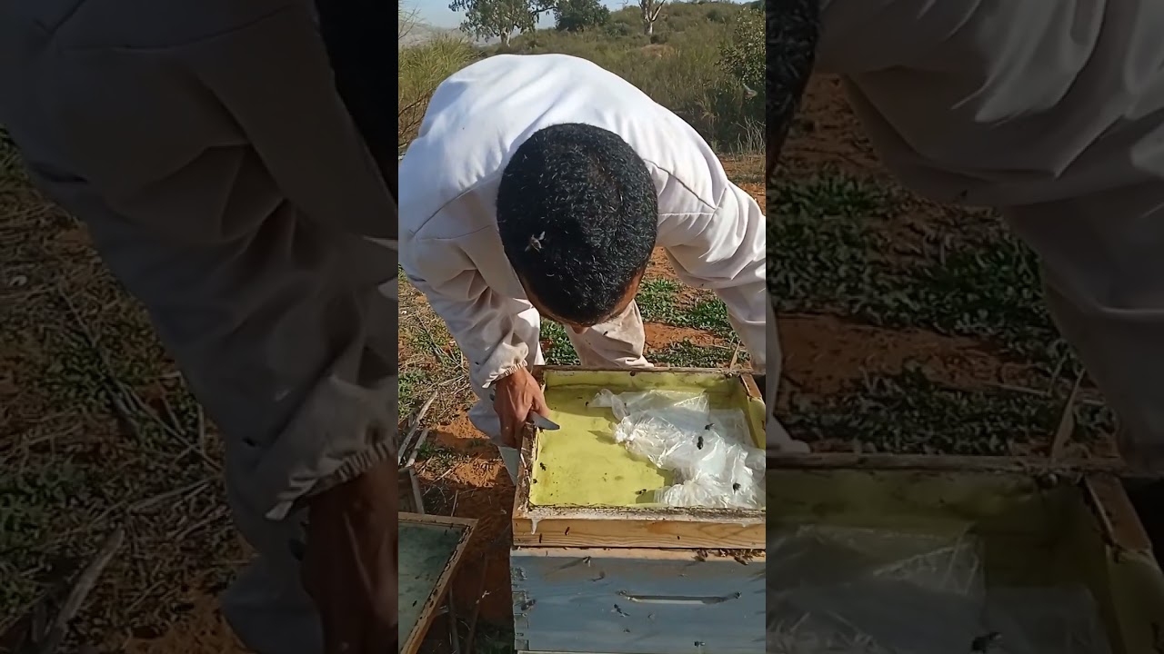 طريقة جمع حبوب القاح #تربيةالنحل #النحل #ملكةالنحل #مستغانم #الجزائر #تربية_الحيونات #المغرب #تونس