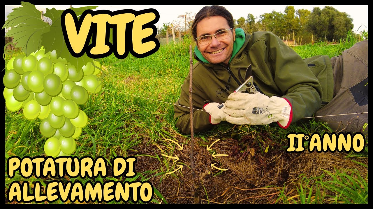 Seconda POTATURA secca INVERNALE alla VITE | Guida pratica potatura di allevamento