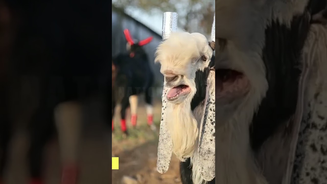 kota goat breed information