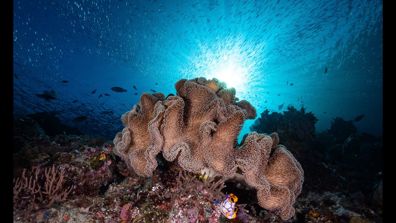 Diving Misool 4k  - How was the reef? Couldn't see it, too many fishes and Mantas!