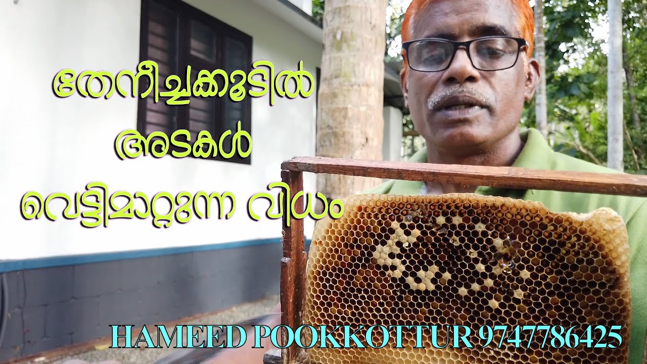 തേനീച്ചക്കൂടിൽ അടകൾ വെട്ടിമാറ്റുന്ന വിധം By HameedPookkotur orchid honey farm pookkottur 9747786425