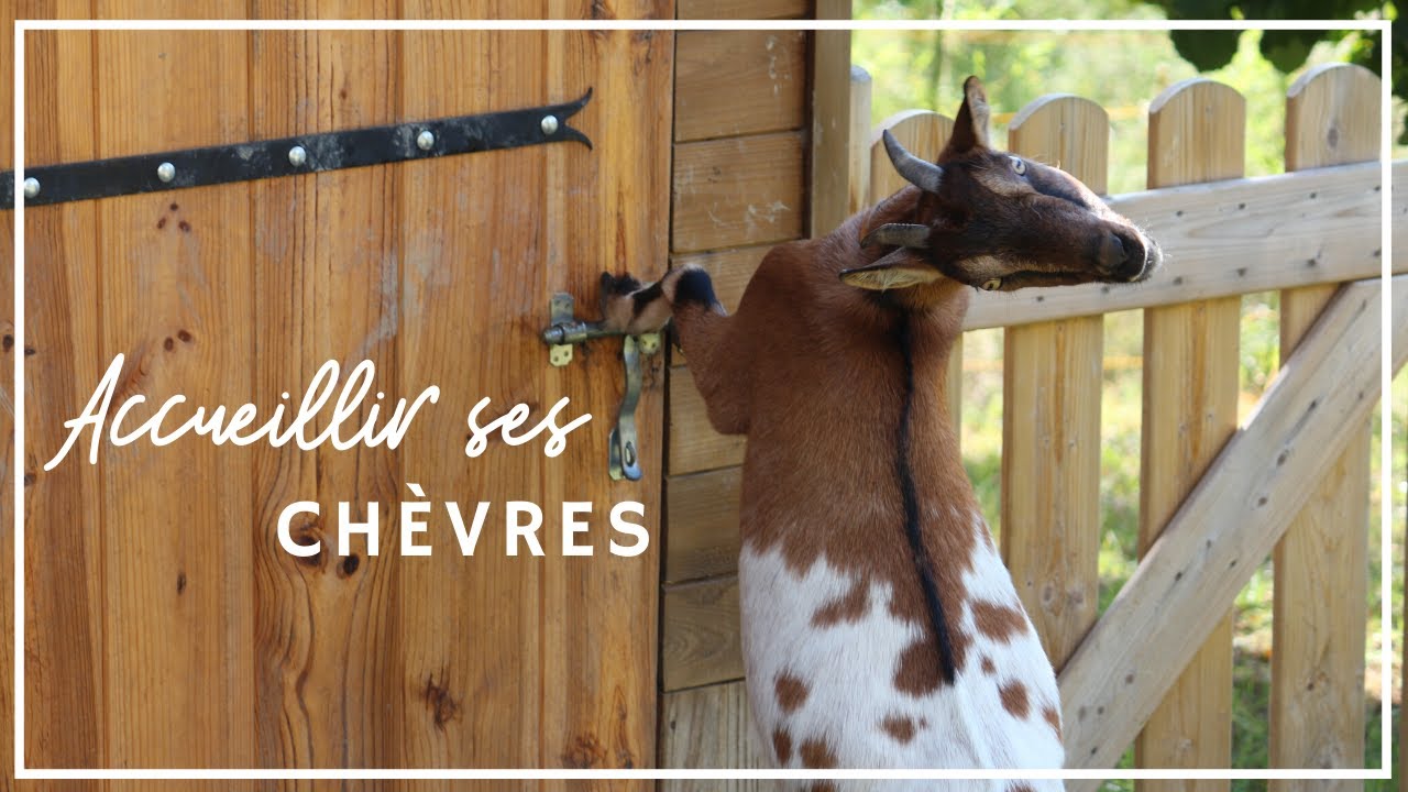 Préparer l'arrivée de ses chèvres à la maison