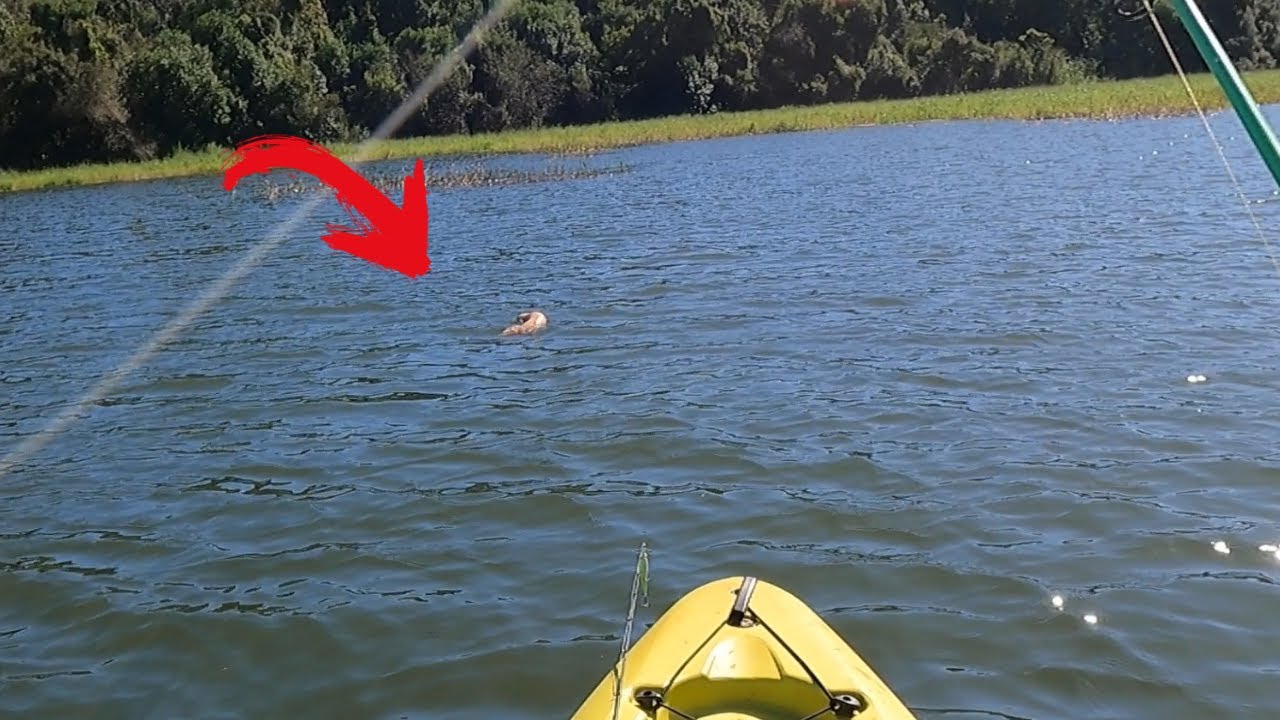 O QUE É ISSO?? PESCARIA COM PANCADAS NA SUPERFÍCIE NO INVERNO