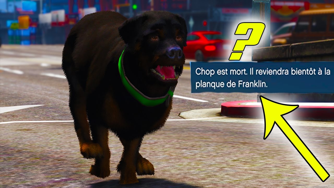 Chop Rentre-t-il vraiment apres une Promenade ?