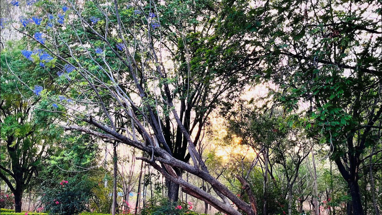 Gulbarga university garden 💚☘️ | nature | janana Ganga | nature of gulbarga university 😍
