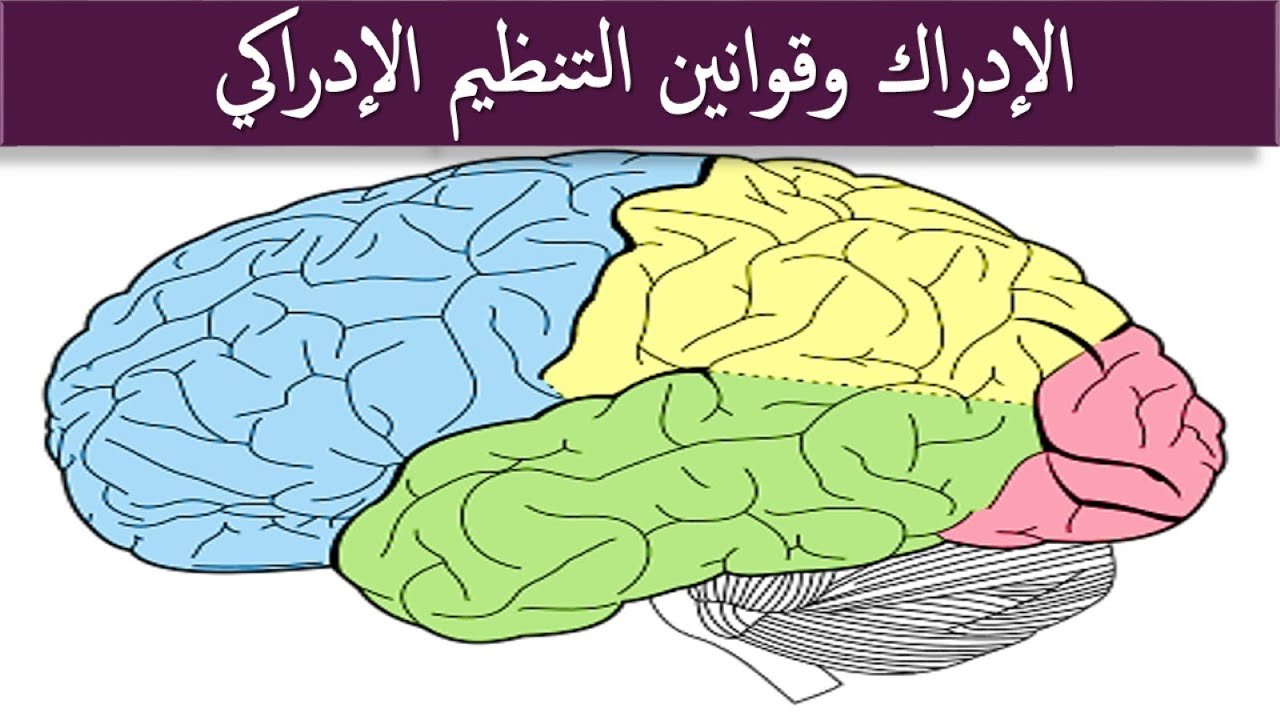 4- الإدراك وقوانين التنظيم الإدراكي