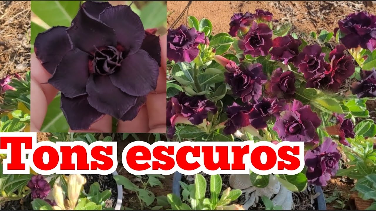 Negras da minha coleção de rosa do deserto, flores roxas, preto com vermelho e matizadas escuras .