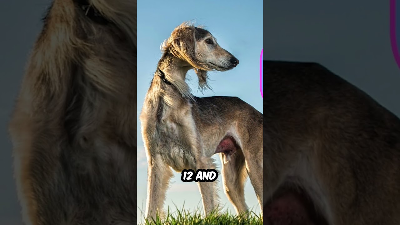 5 Quick Facts About the Ancient Dog Breed, The Saluki! 🐶