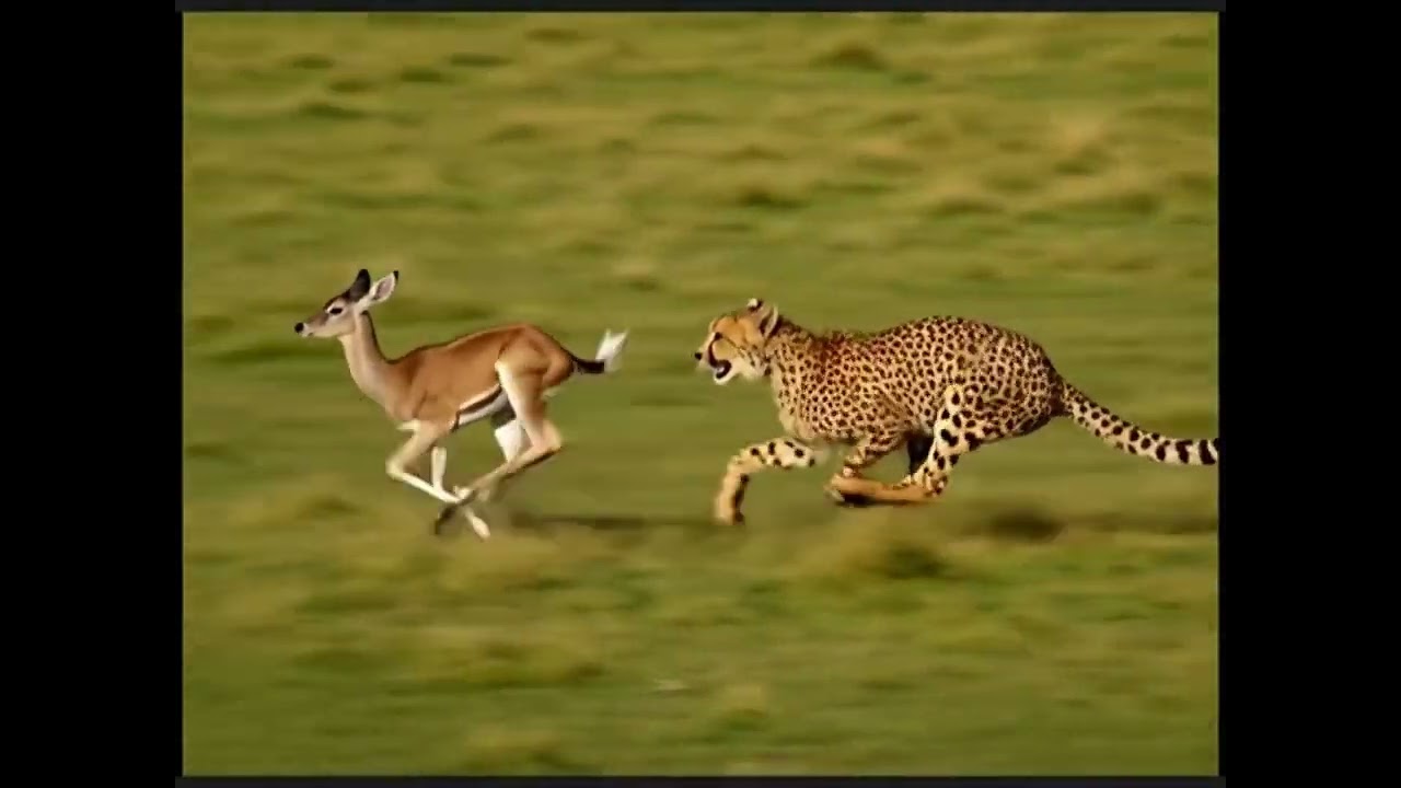 Slow Motion Cheetah Chase 🐆