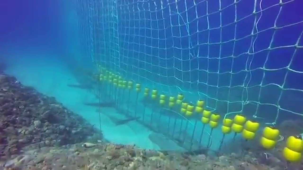 Boucan Canot -  Ile de la Réunion -  pose des filets anti requins