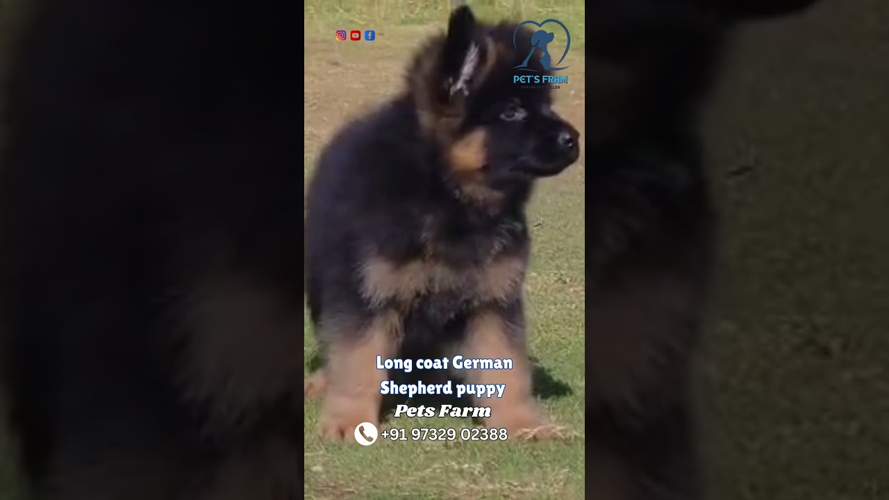 🐕 Long Coat German Shepherd Puppy | 2 Months Old | Fluffy, Intelligent & Powerful 🐾