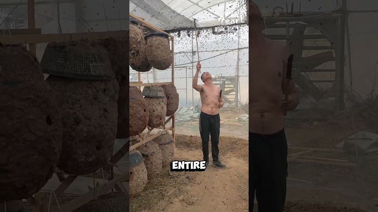 Inside a Chinese Hornet Farm
