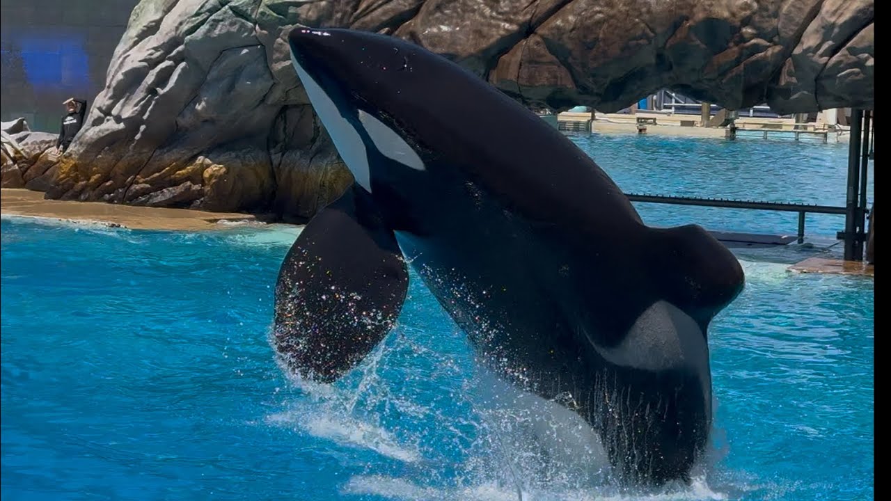 Orca Encounter at SeaWorld San Diego 4/27/25 2pm show