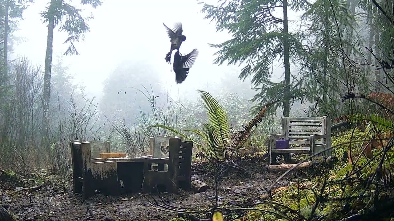 Forest Animal Highlight Reel #32