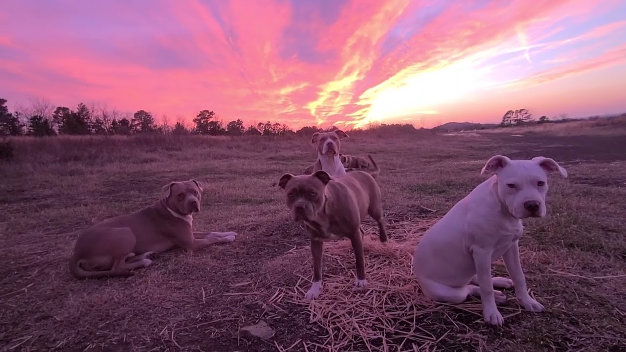 🙏🧡The Beauty Of God's Grace🧡🙏 #God #love #dog #pitbull #puppy #grace 