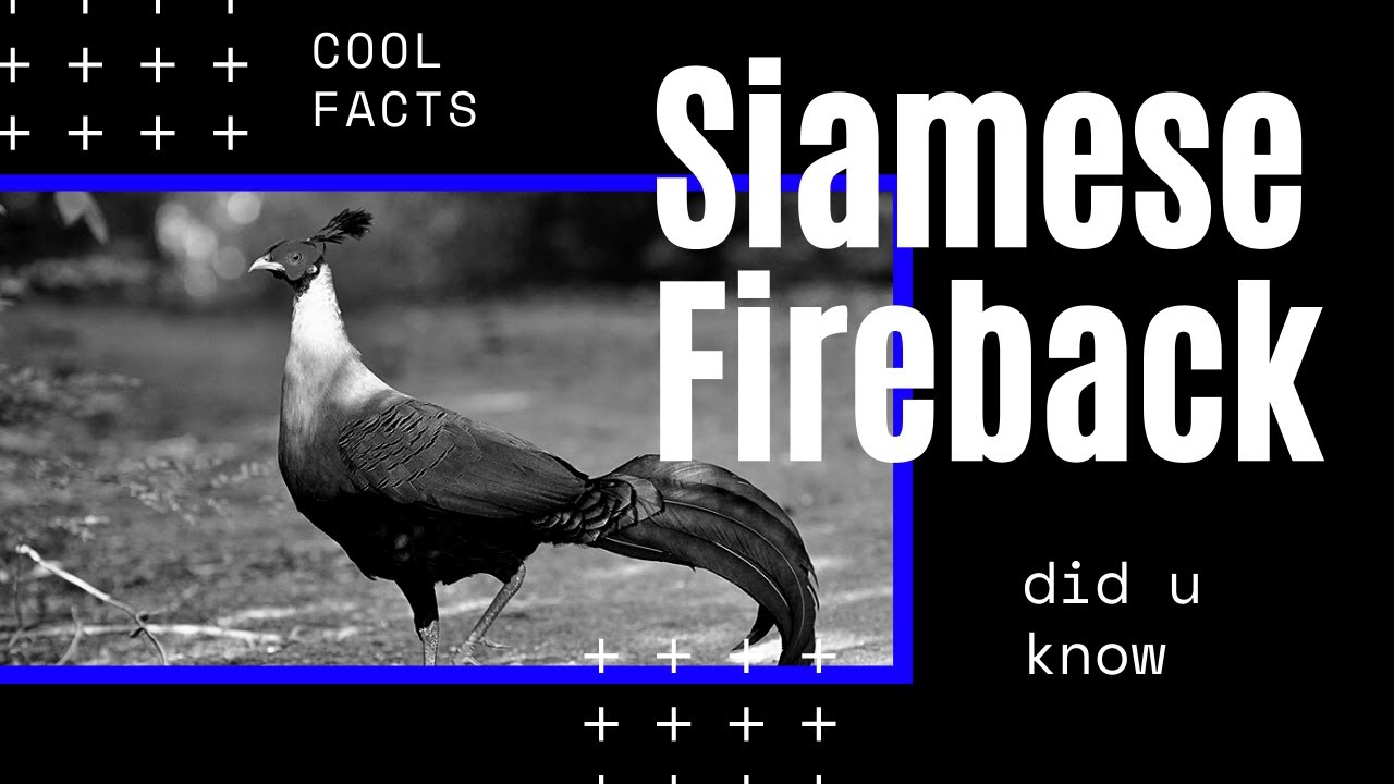 Siamese Fireback facts 🦜 Diard's Fireback 🦜 Which is the national bird of Thailand 🇹🇭