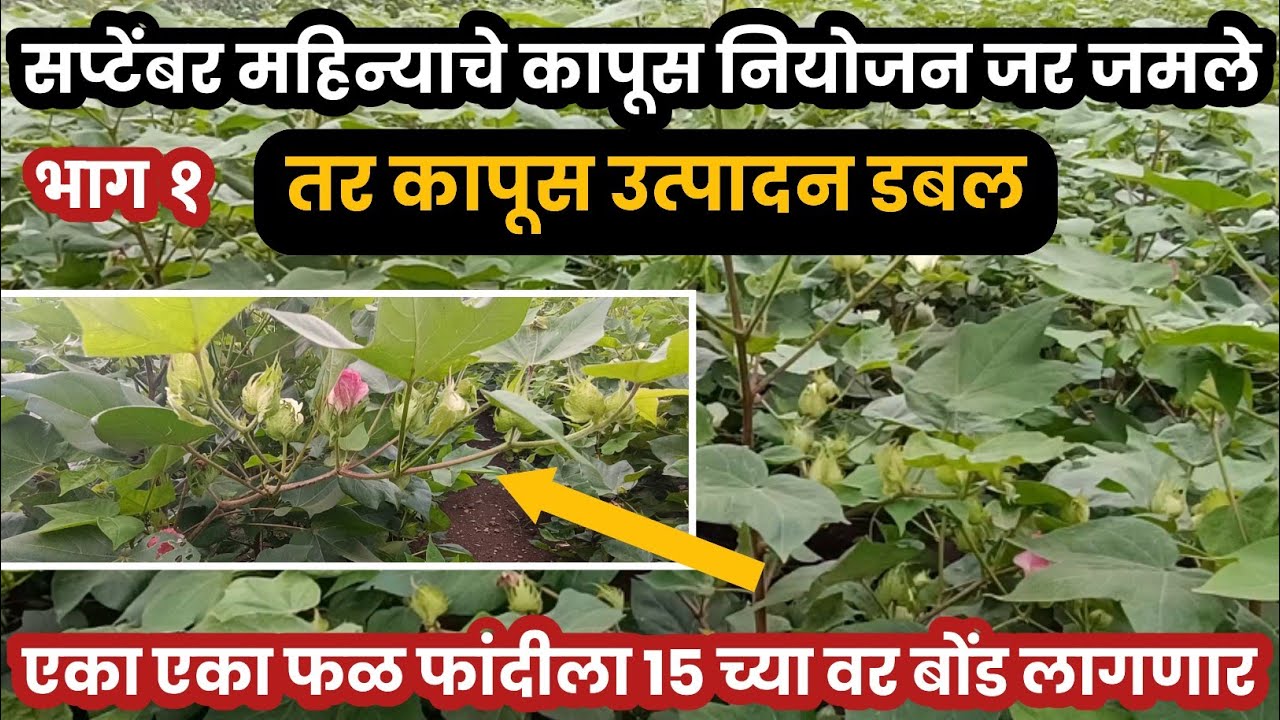 कापूस 3×1 किंवा 4×1 वर कापसामध्ये डबल उत्पादन/सप्टेंबर महिन्याचे कापूस नियोजन/पातेच पाते..!
