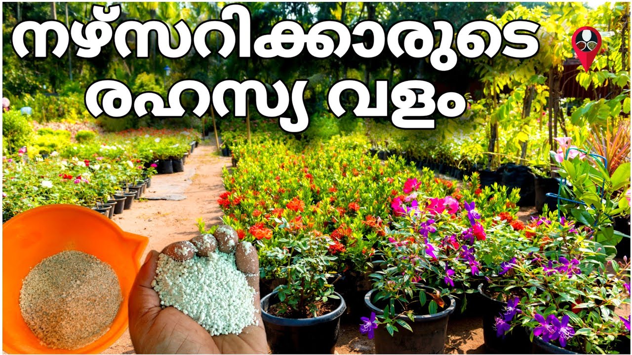 ഈ രഹസ്യവളം  അറിയാതെ പോവല്ലേ| fertilizer for plants malayalam | rose fertilizer | Prs kitchen nursery