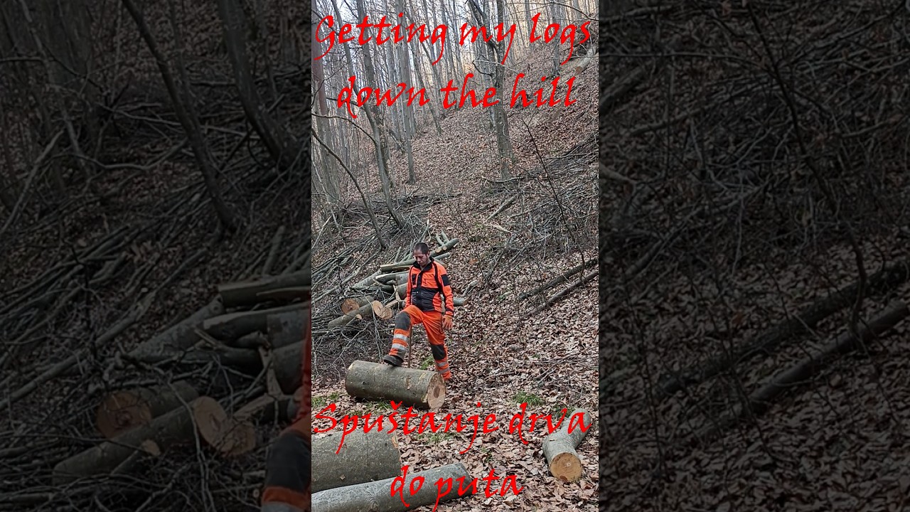 Getting my firewood logs down to the road / Spuštanje metarskih drva do puta