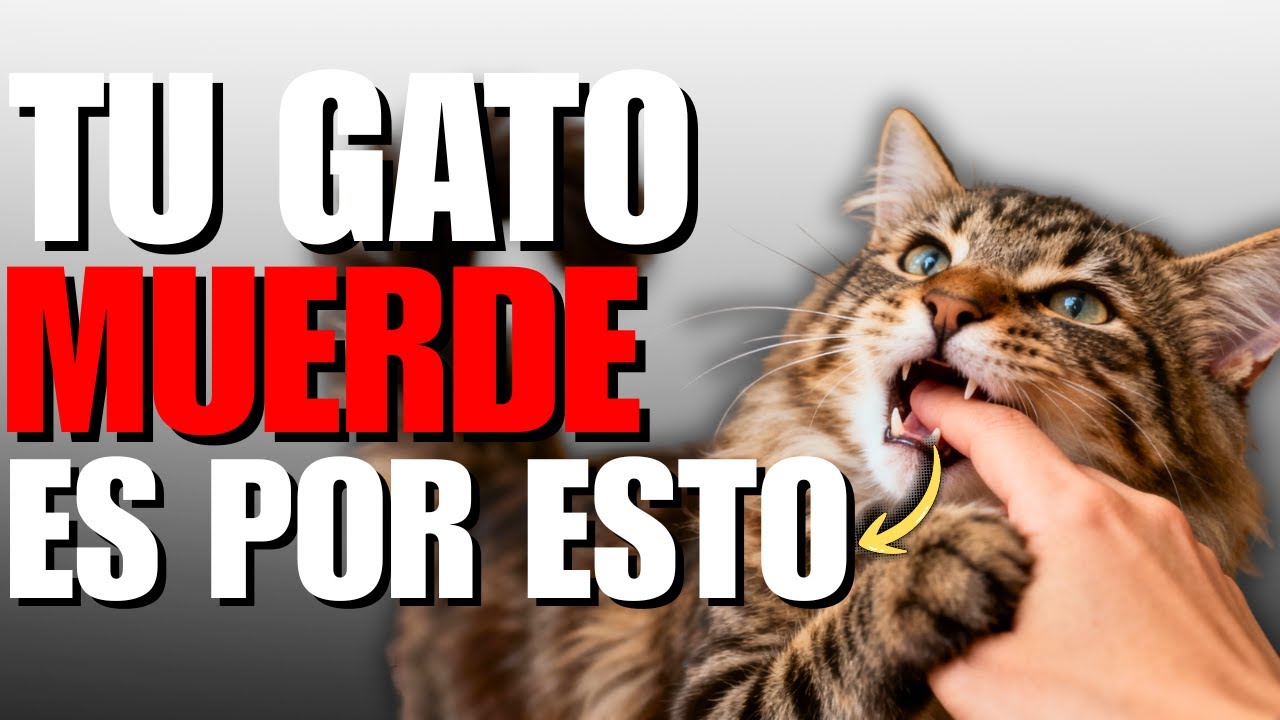 ¿Tu GATO Te MUERDE De La NADA? NO ES DE LA NADA… 5 MOTIVOS REALES