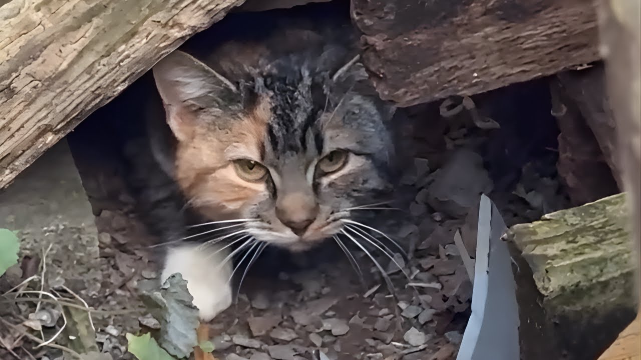 Stray Cat Hated Being Rescued. Then She Transformed.
