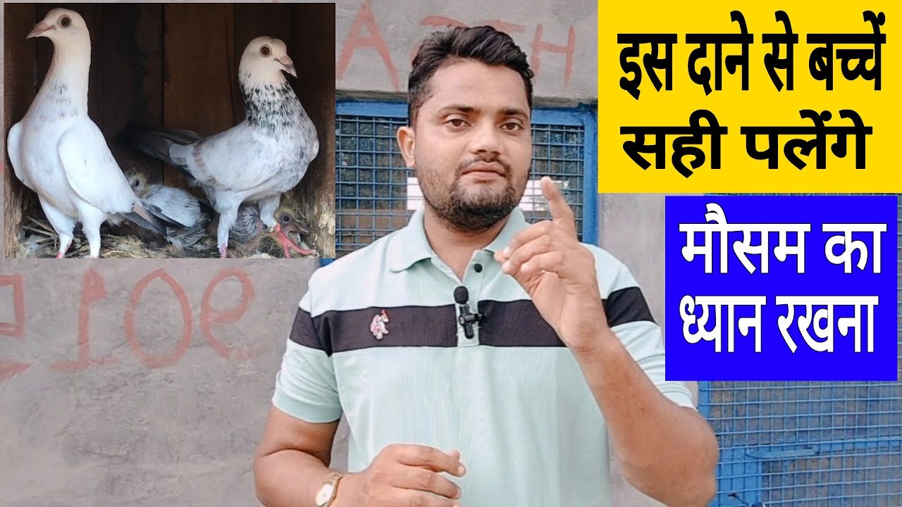 Jode wale kabootar ke liye Dana। ब्रीडर कबूतर के लिए मिक्स दाना ।