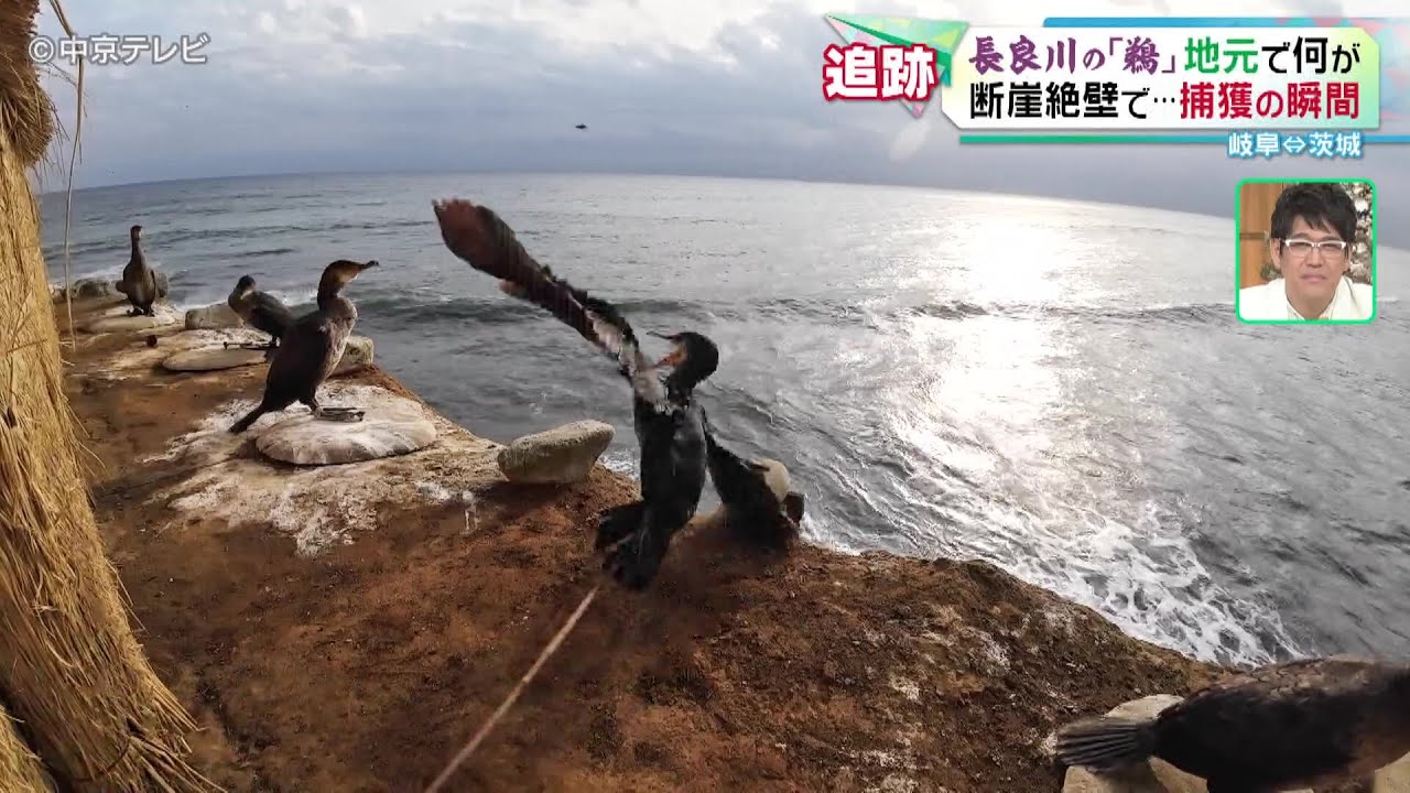 【捕獲の瞬間】岐阜・長良川１３００年以上の伝統「鵜飼い」　主役 の｢鵜｣の 地元は茨城　断崖絶壁で･･･