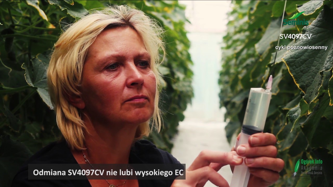 Dwa ASY w rękawie  - uprawa ogórków Seminis SV3506CV, SV4097CV cz.II