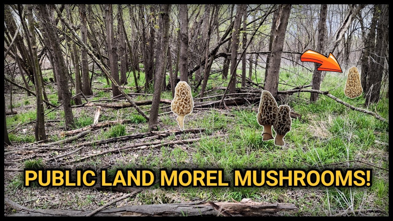 Morel Mushroom Hunting PUBLIC LAND! LOTS of Finds! How-To Advice!