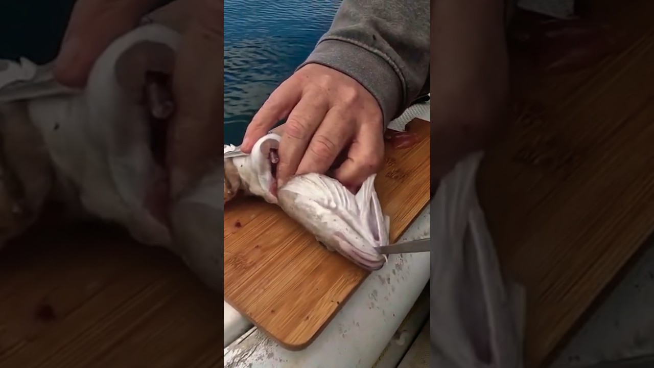 Cutting Out a Fish Tongue #fish #youtubeshorts