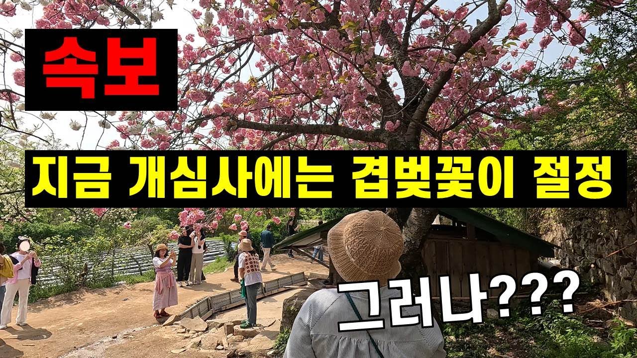 서산 개심사에는 지금 겹벚꽃이 활짝