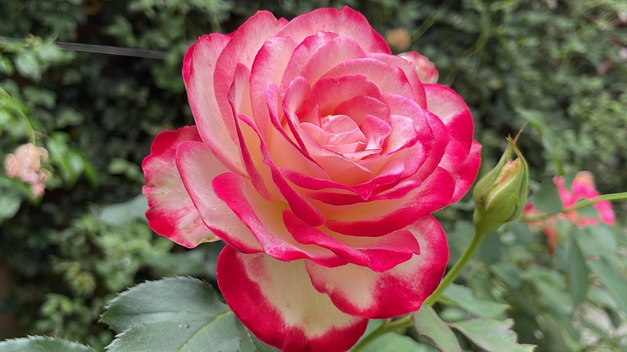 Review of Cherry Parfait Rose in full bloom in September 2023 #rose #pinkroses