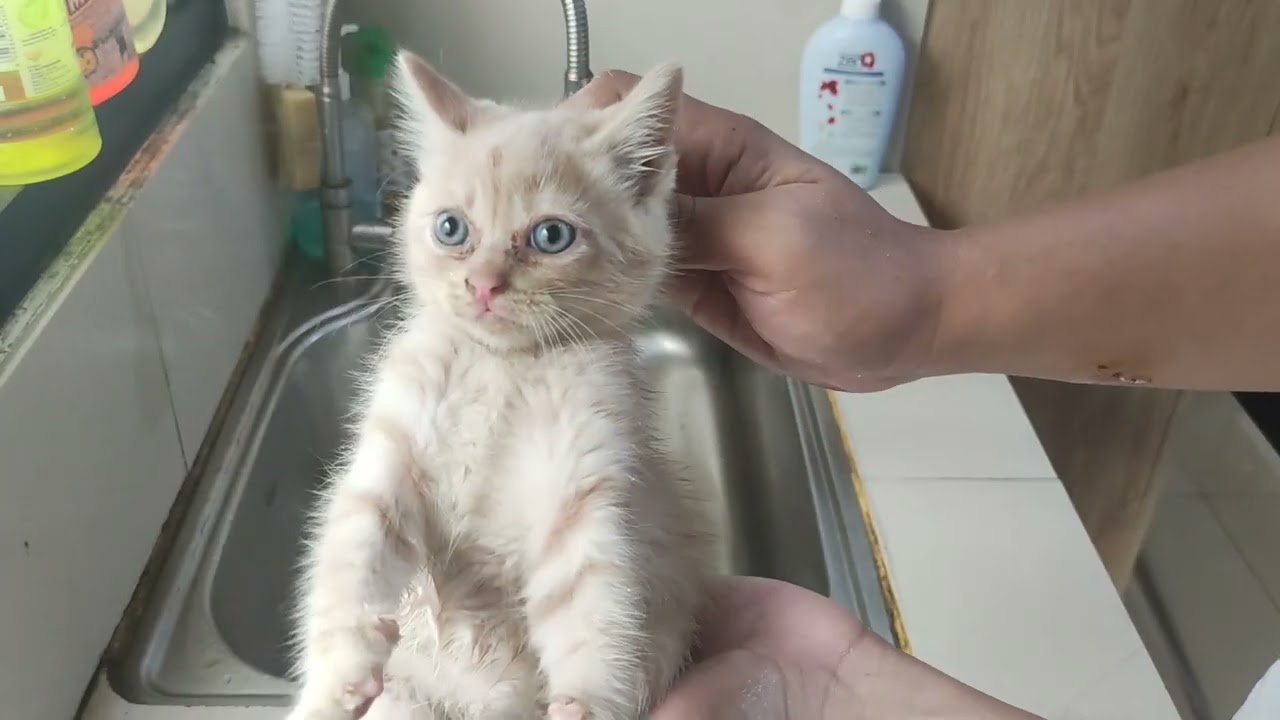 Mandiin 6 anak kucing usia 45 hari