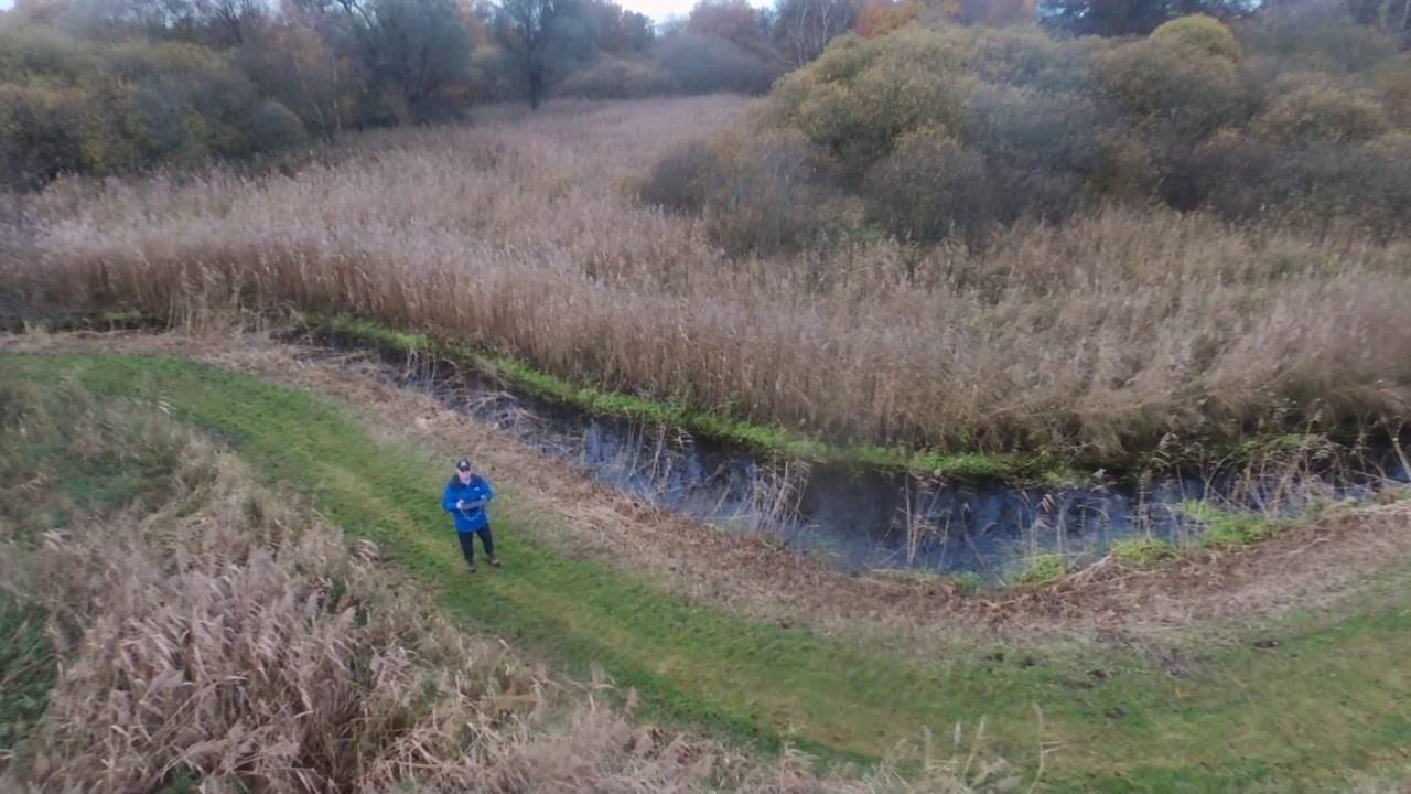 Reed Beds at the Great Fen