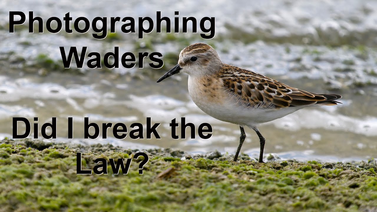 When is bird photography illegal? Did I break the law?