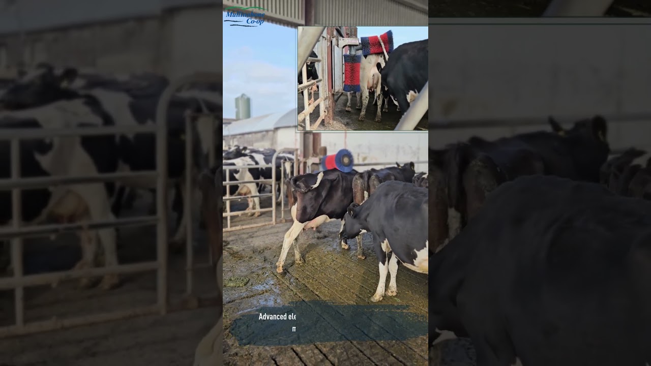 HAPPYCOW Cattle Scratch Brush Duo