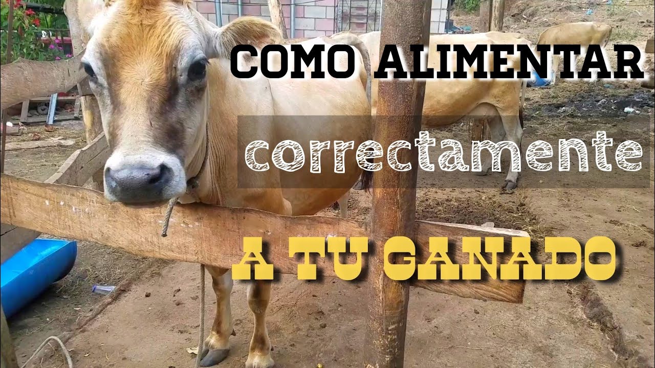 Cómo alimentar a una vaca y cuánto comen al día.