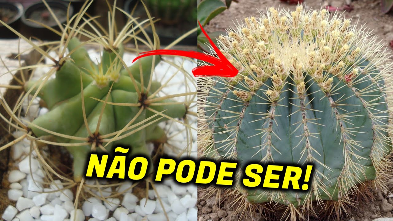 6 ESPÉCIES DE CACTOS QUE MUDAM DE APARÊNCIA QUANDO CRESCEM!