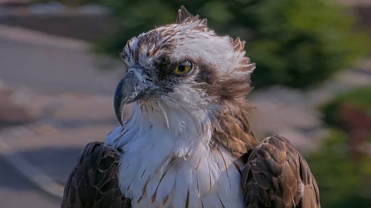 Iris The Osprey Perches Near Nest As Fall Migration Approaches – Aug. 18, 2025