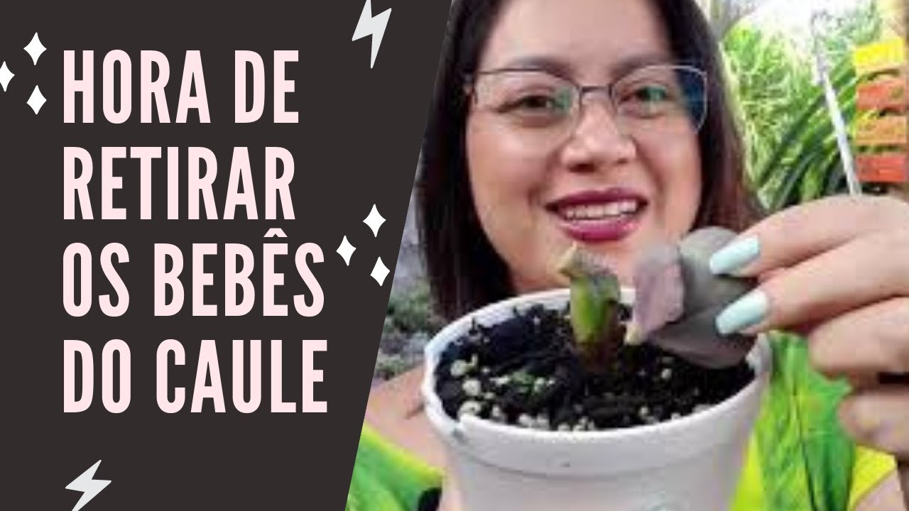 Hora correta de retirar os Bebês do CAULE + Explicações importantes, fica até o final por favor.