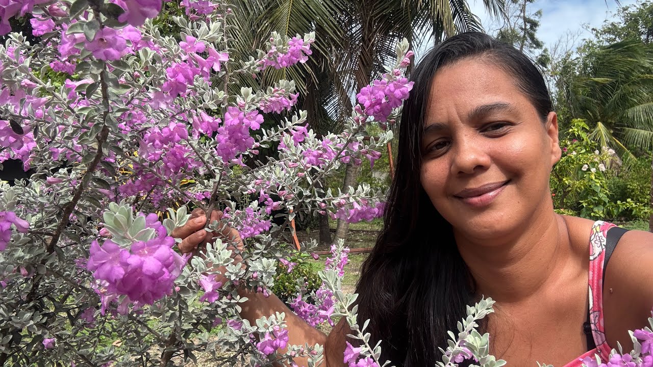 BORA VER AS PLANTAS LINDAS NESSE DIA CHUVOSO 🌺no interior do Ceará 🌸🩷