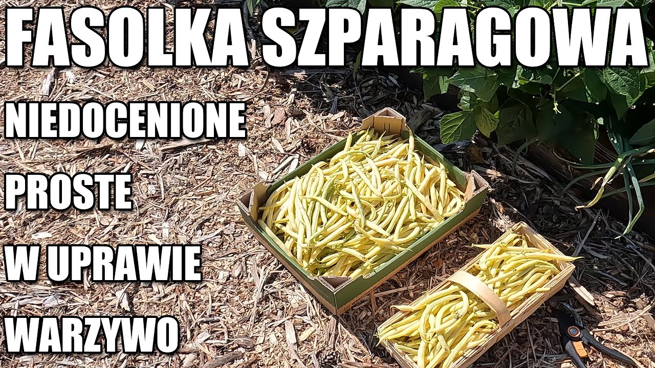 Fasolka szparagowa. Niedocenione warzywo. Łatwe w uprawie, niskokaloryczne, plenne, zdrowe.