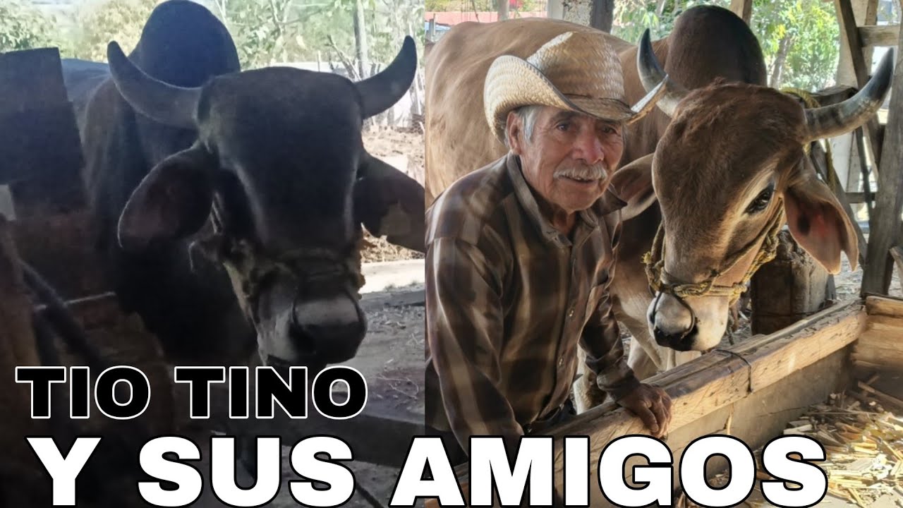 VIVO MUY FELIZ EN MI RANCHO CON MI YUNTA, 