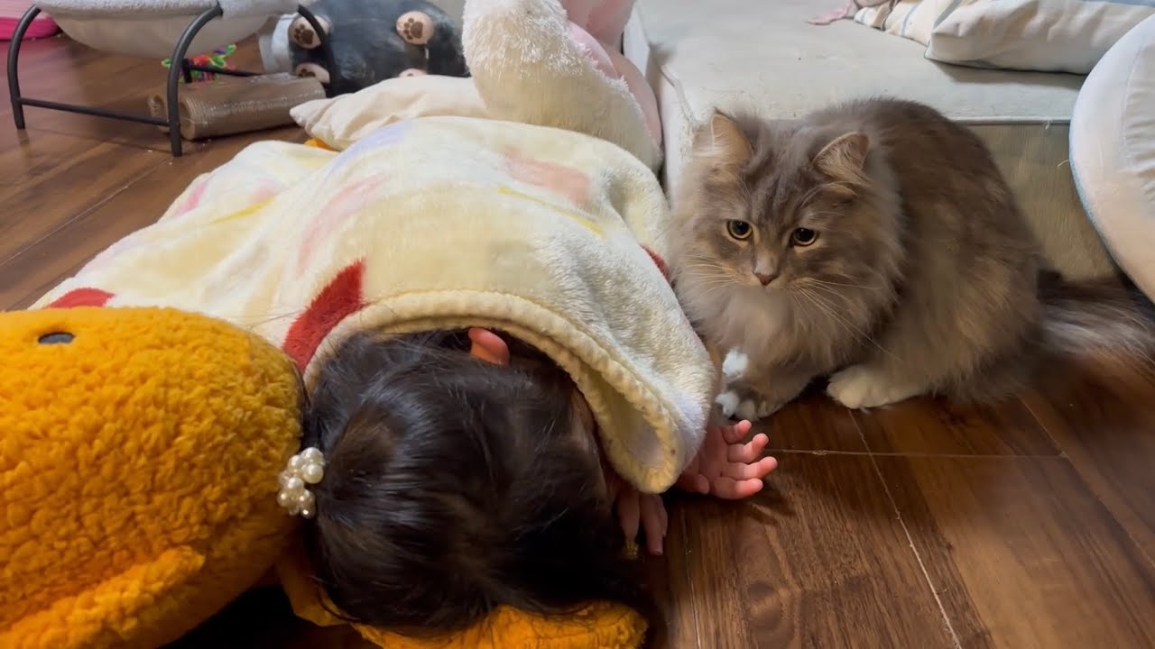 遊び相手が寝てしまい、周りをウロつく猫　サイベリアンA cat wanders around its playmate after he falls asleep. Siberian