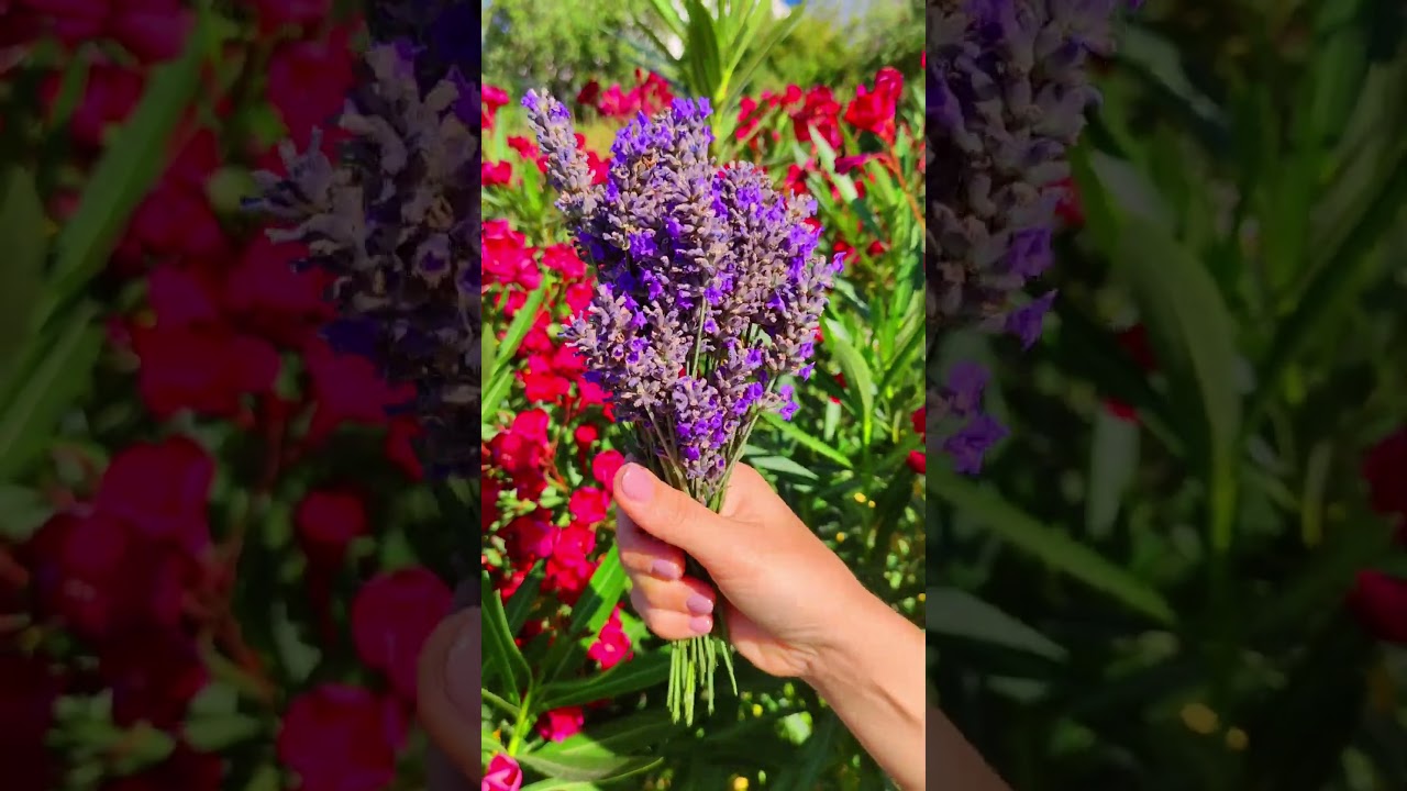 Lavander#shorts #nature #music #flowers #lavander #baku @Miley Cyrus - Island -