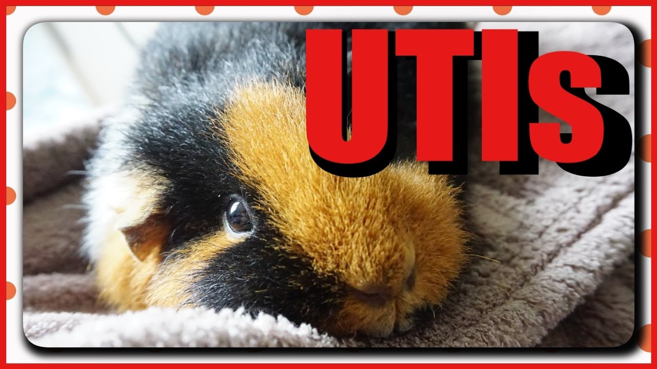 Urinary Tract Infections: Guinea Pig Peeing Blood?! | Squeak Dreams